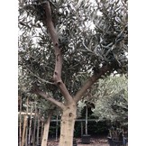 Olijfboom - op hoge stam