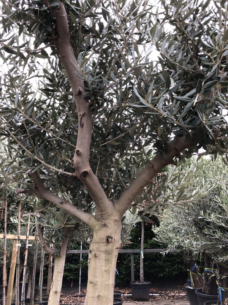 Olijfboom - op hoge stam