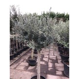 Olijfboom - op hoge stam