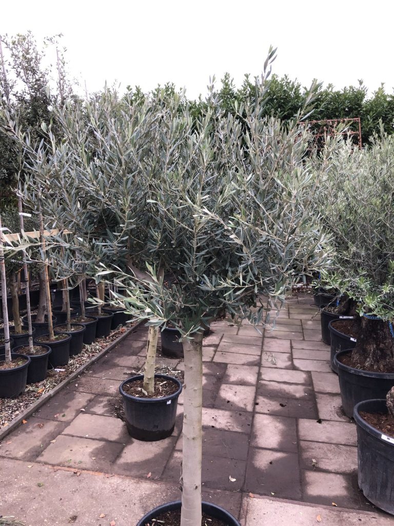 Olijfboom - op hoge stam