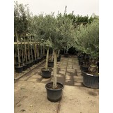 Olijfboom - op hoge stam