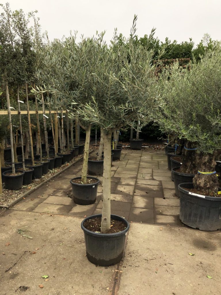 Olijfboom - op hoge stam