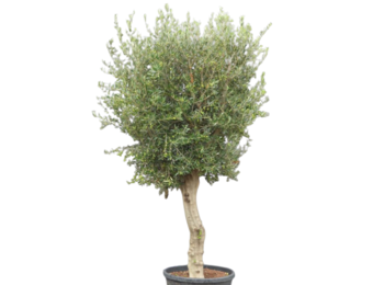 Olijfboom - gladde hoge stam met grote kruin