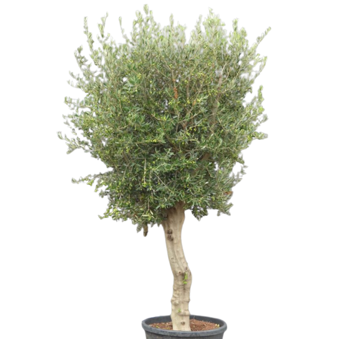 Olijfboom - gladde hoge stam met grote kruin