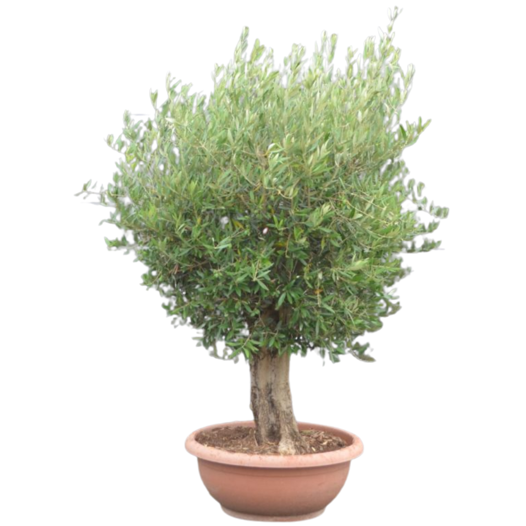 Olijfboom - grillige dikke stam in schaal