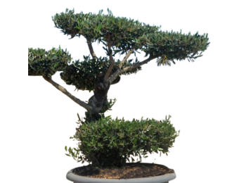 Olijfboom - Pom pon in schaal