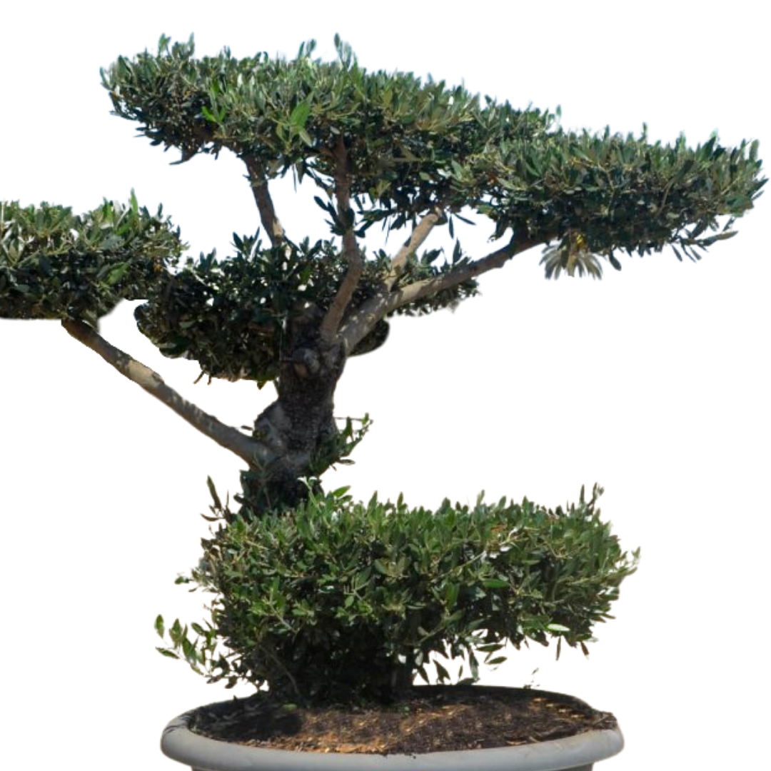 Olijfboom - Pom pon in schaal