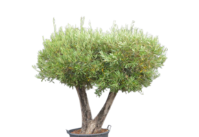 Olijfboom - meerstammig plateau