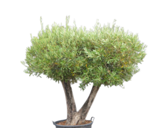 Olijfboom - meerstammig plateau