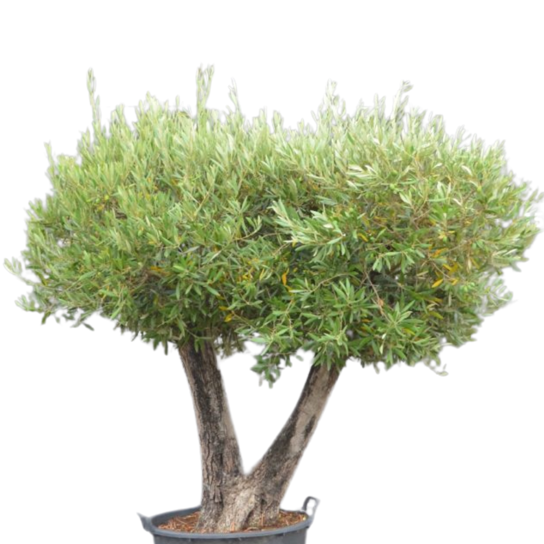 Olijfboom - meerstammig plateau