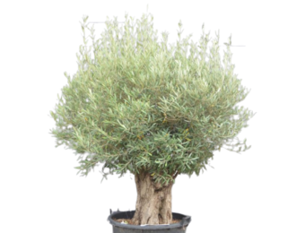 Olijfboom - dikke oude bast