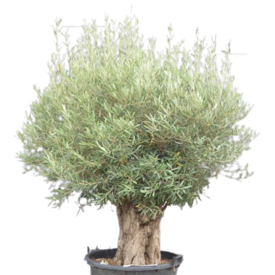 Olijfboom - dikke oude bast