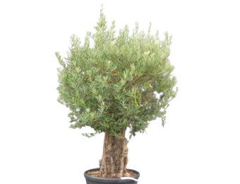 Olijfboom - oude grillige stam