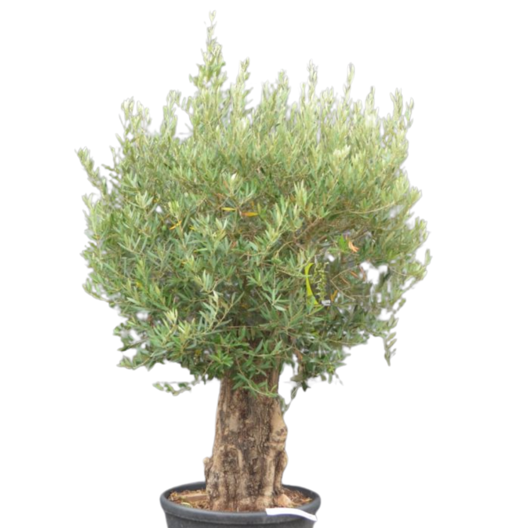 Olijfboom - oude grillige stam