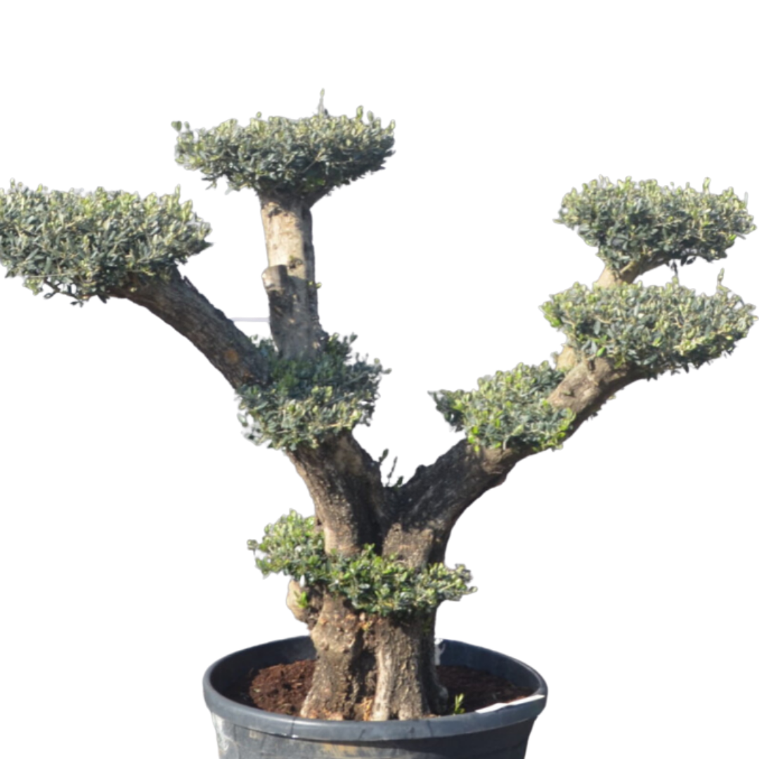 Olijfboom - Pom pon wijd vertakt old skin