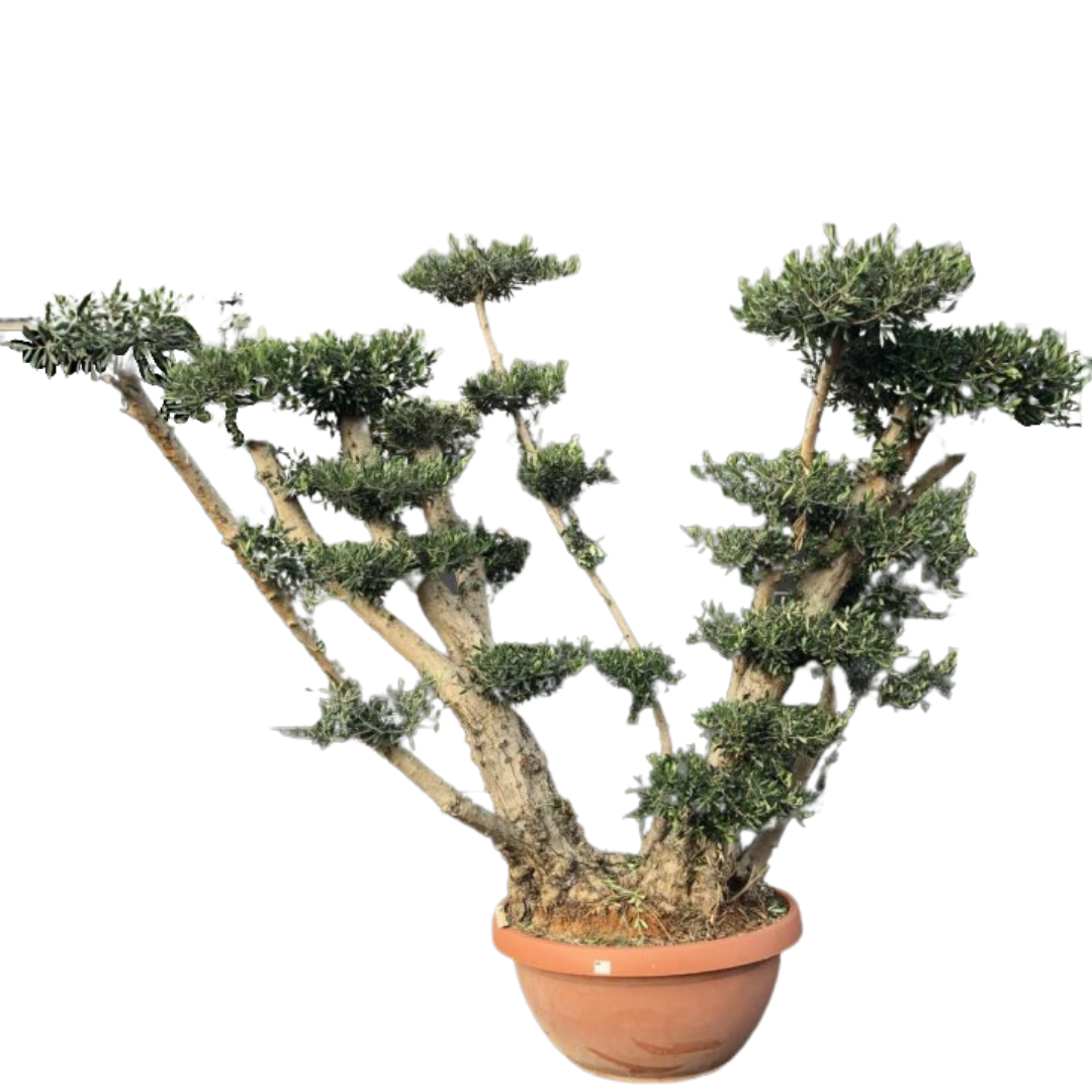 Olijfboom - Pom pon oude grillige bast