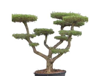 Olijfboom - Pom pon wijd vertakt medium