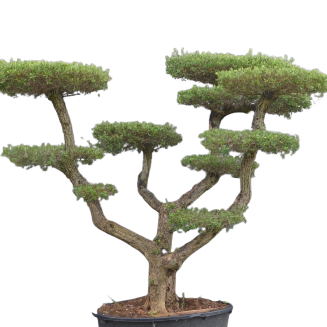 Olijfboom - Pom pon wijd vertakt medium