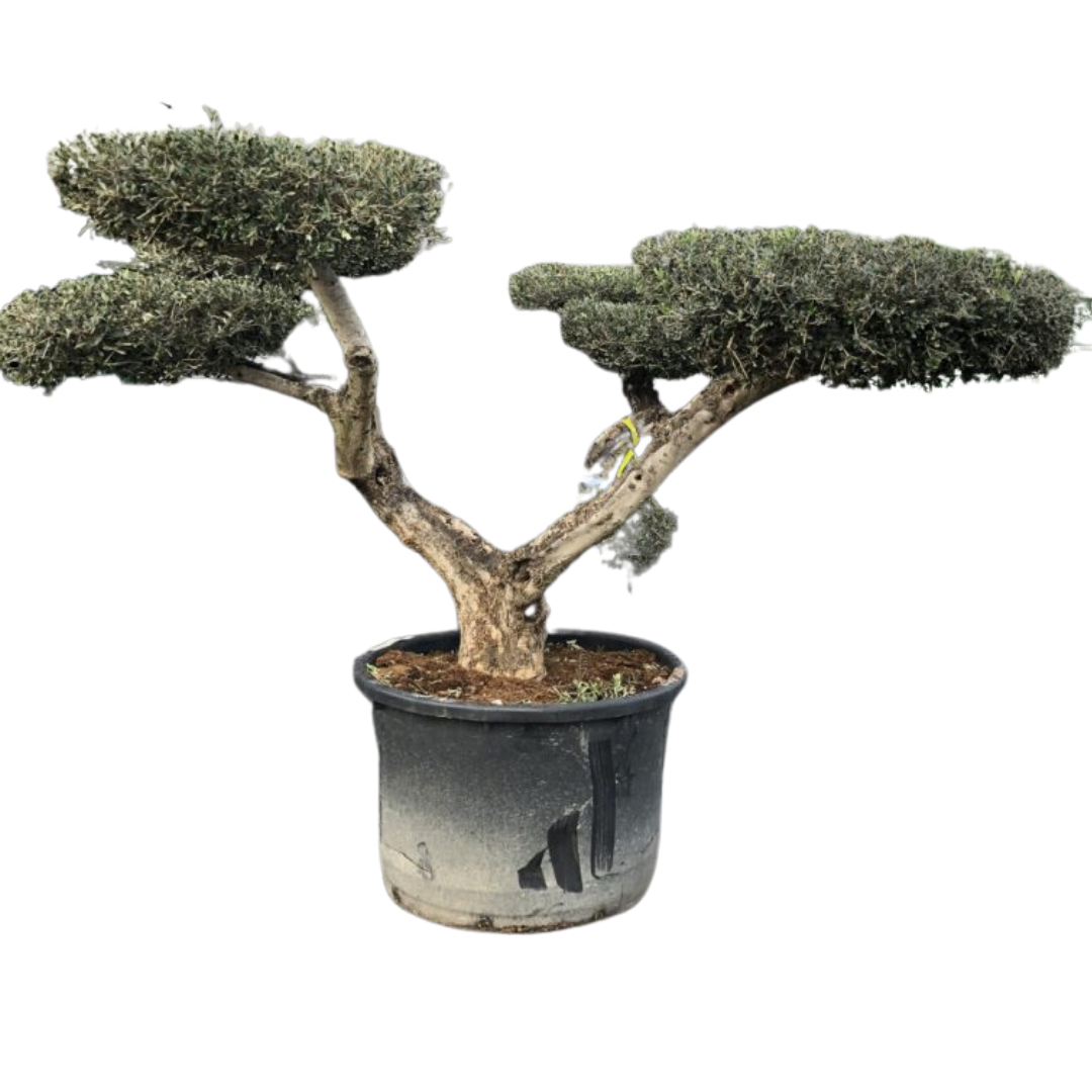 Olijfboom - Pom pon oude grillige stam