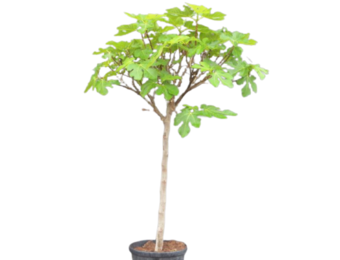 Vijgenboom - Ficus Carica 'Brown Turkey' - Compact