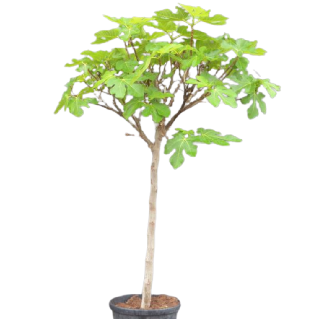 Vijgenboom - Ficus Carica 'Brown Turkey' - Compact