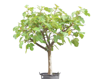 Vijgenboom - Ficus Carica 'Brown Turkey' - mooi vertakt