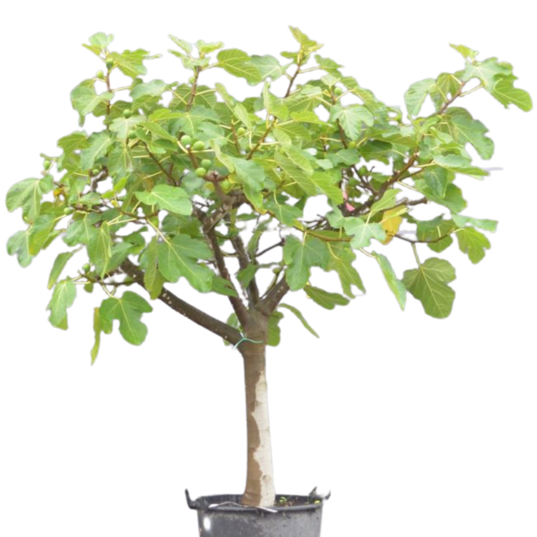 Vijgenboom - Ficus Carica 'Brown Turkey' - mooi vertakt