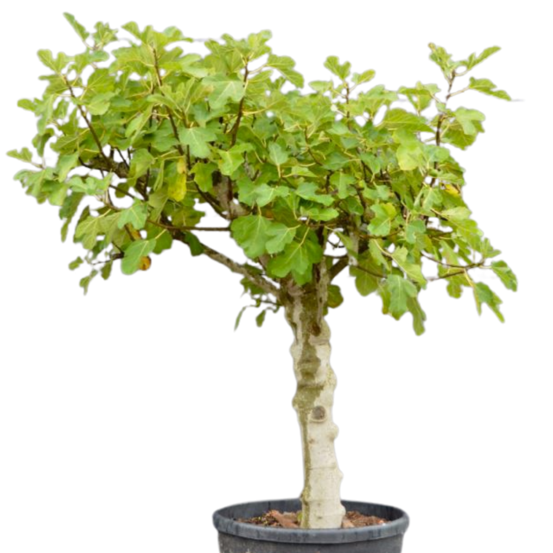 Vijgenboom - Ficus Carica 'Brown Turkey' - Medium 