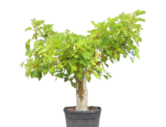 Vijgenboom - Ficus Carica 'Brown Turkey' - oude stam