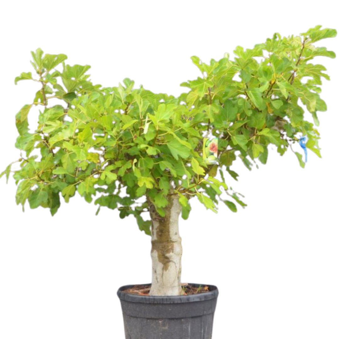 Vijgenboom - Ficus Carica 'Brown Turkey' - oude stam