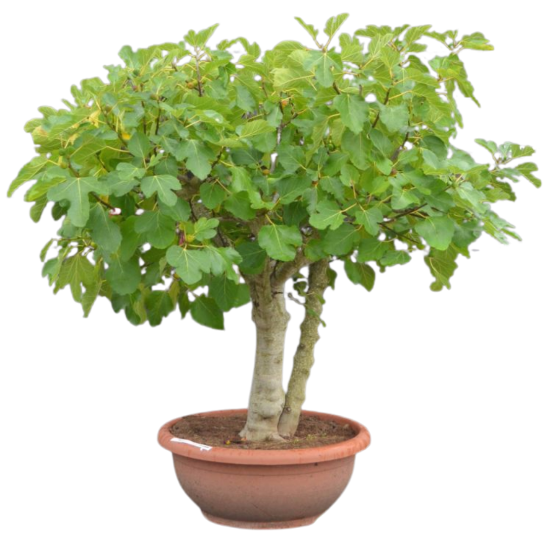 Vijgenboom - Ficus Carica 'Brown Turkey' - meerstammig in pot