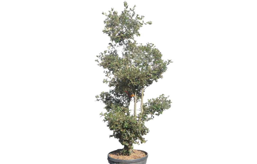 Steeneik - Quercus Ilex - Pom pon
