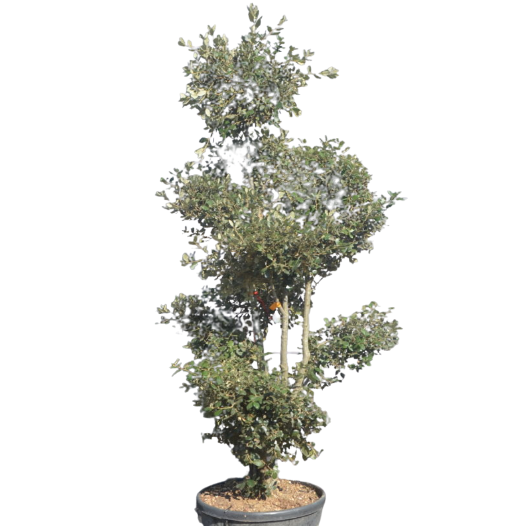 Steeneik - Quercus Ilex - Pom pon