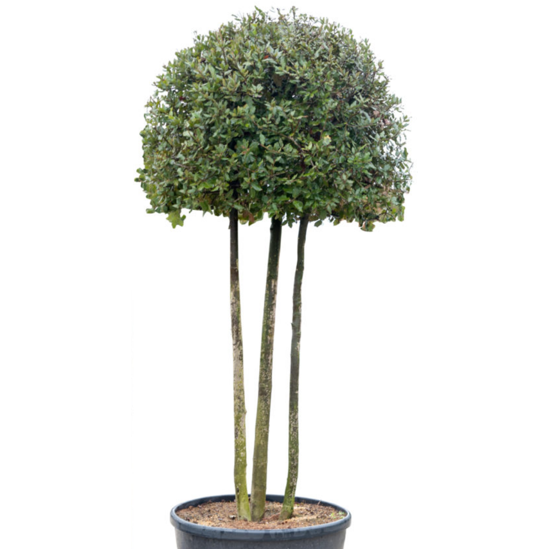 Steeneik - Quercus Ilex - ronde kruin op meerstam