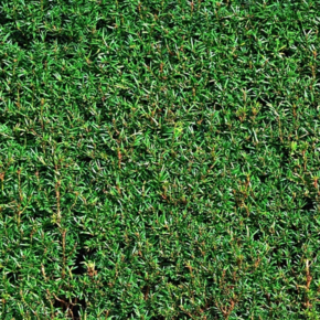 Gewone taxus - Taxus baccata
