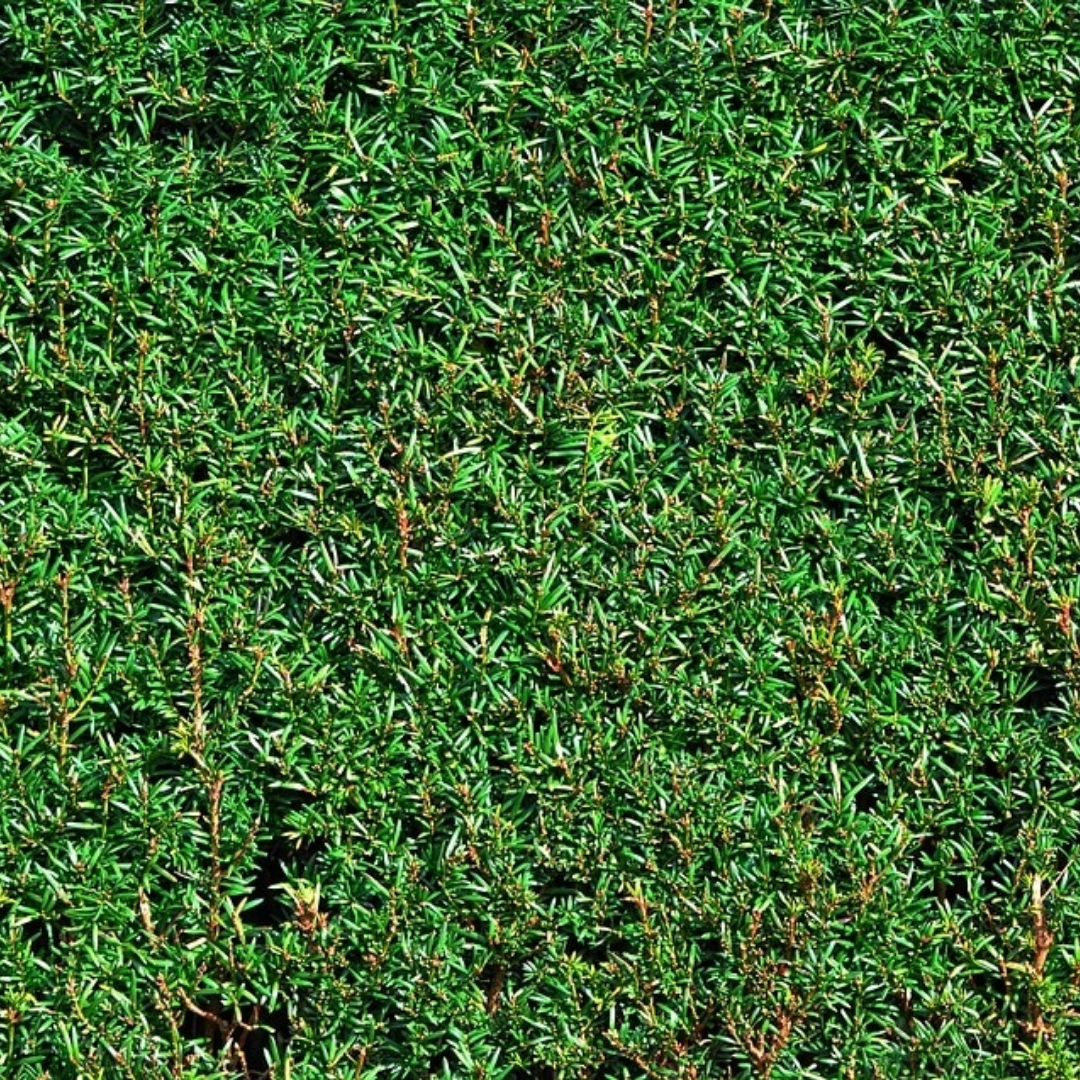 Gewone taxus - Taxus baccata