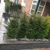 Gewone taxus - Taxus baccata