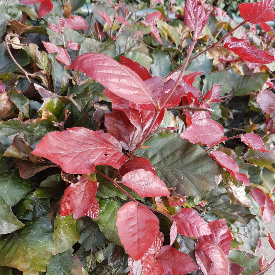 Rode beukenhaag - Fagus sylvatica ‘Atropunicea’