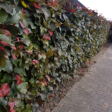 Rode beukenhaag - Fagus sylvatica ‘Atropunicea’