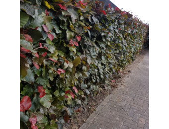 Rode beukenhaag - Fagus sylvatica ‘Atropunicea’