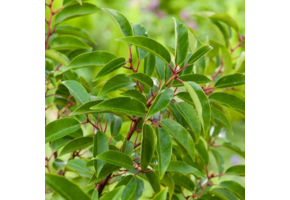 Haagplant- Portugese laurier– Prunus lusitanica ‘Angustifolia’