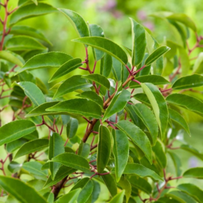 Haagplant- Portugese laurier– Prunus lusitanica ‘Angustifolia’