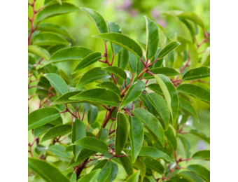 Haagplant- Portugese laurier– Prunus lusitanica ‘Angustifolia’