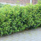 Haagplant- Portugese laurier– Prunus lusitanica ‘Angustifolia’