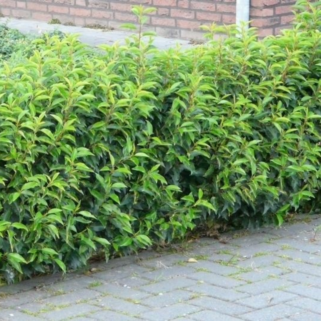 Haagplant- Portugese laurier– Prunus lusitanica ‘Angustifolia’