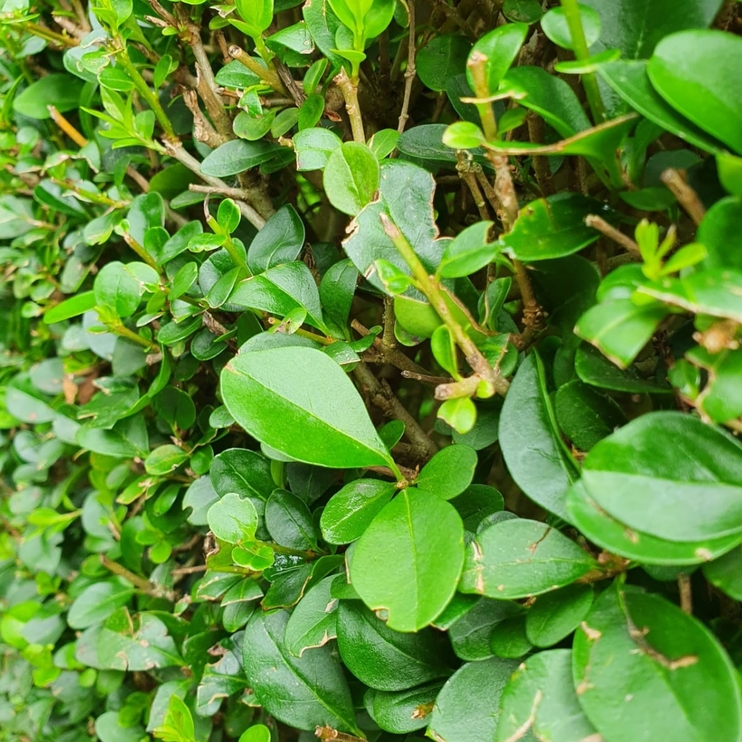 Ligusterhaag - Ligustrum ovalifolium