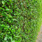 Ligusterhaag - Ligustrum ovalifolium