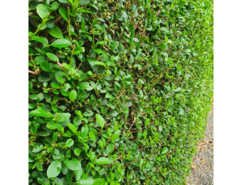 Ligusterhaag - Ligustrum ovalifolium