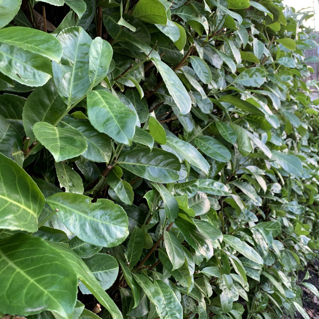 Laurierhaag ‘Rotundifolia’