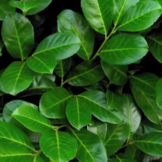 Laurierhaag ‘Rotundifolia’